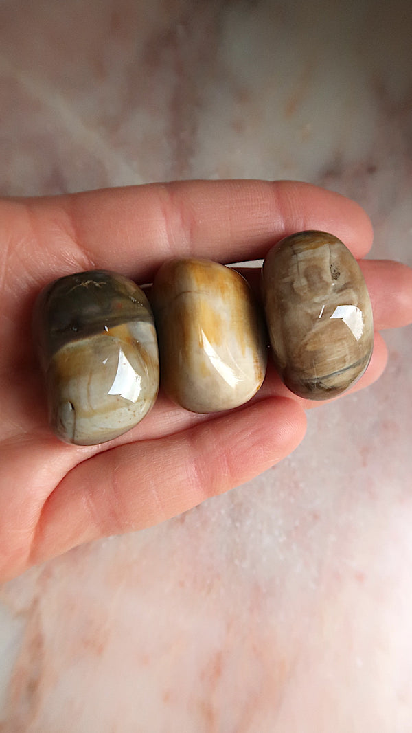 Petrified Wood Tumbles